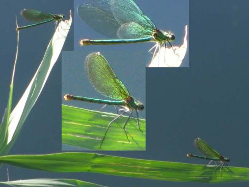Calopteryx xanthostoma