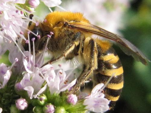 Réf. 49 927 : Colletes hederae