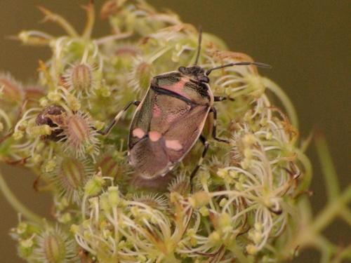 Eurydema oleracea