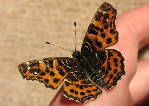 Araschnia levana