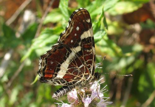 Araschnia levana