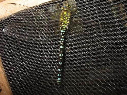 Réf. 49 703 : Aeshna cyanea