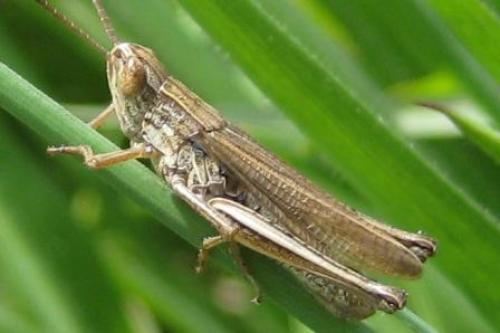 Chorthippus albomarginatus albomarginatus