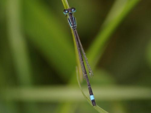 Ischnura elegans