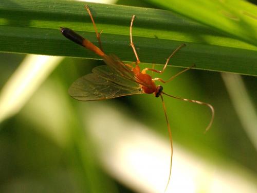 Réf. 49 585 : Enicospilus ramidulus