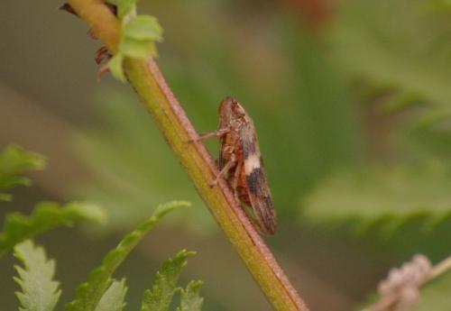 Aphrophora alni