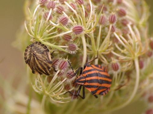 Graphosoma italicum