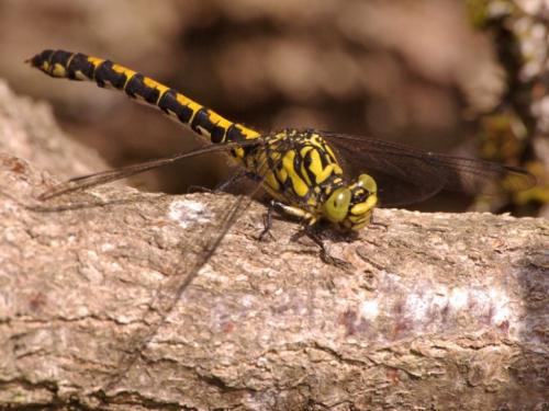 Réf. 49 801 : Onychogomphus forcipatus