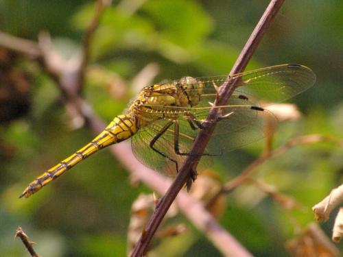 Orthetrum cancellatum