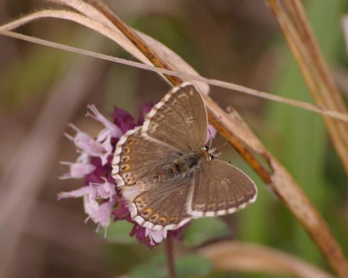 Polyommatus sp.
