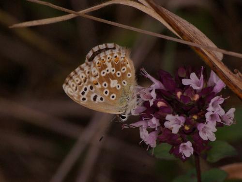 Polyommatus sp.