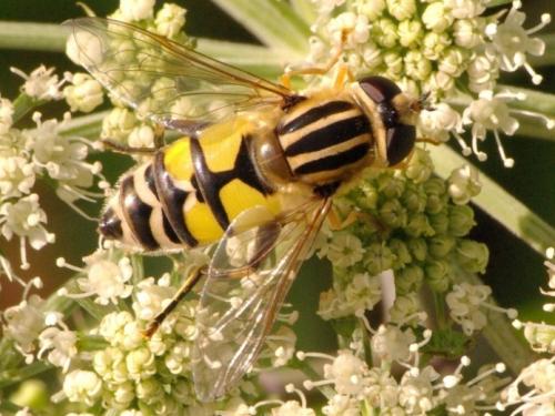 Réf. 49 126 : Helophilus trivittatus