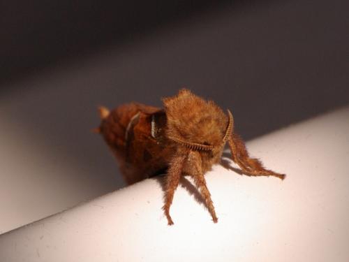 Triodia sylvina