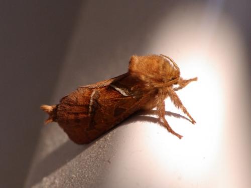 Triodia sylvina