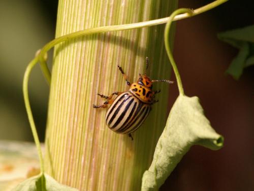Réf. 49 304 : Leptinotarsa decemlineata