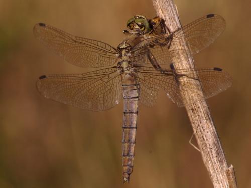 Orthetrum cancellatum