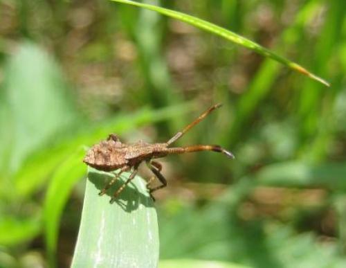 Coreus marginatus
