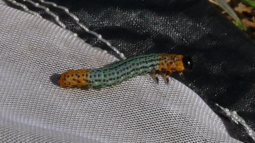 Euura salicis