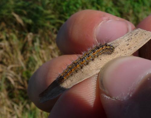 Réf. 49 407 : Simyra albovenosa