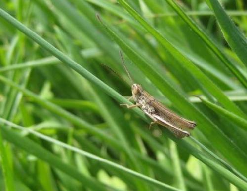 Chorthippus albomarginatus albomarginatus