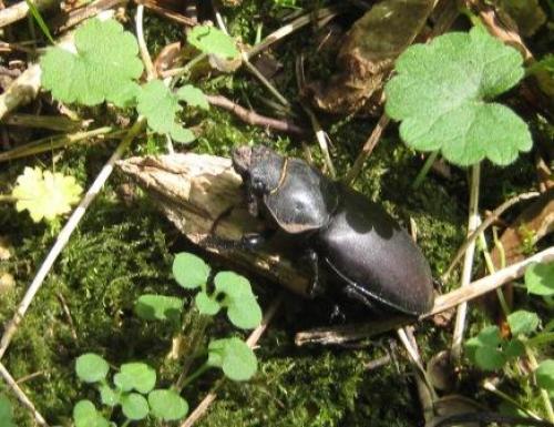 Lucanus cervus