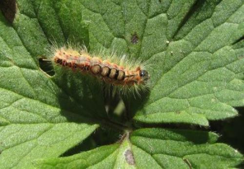 Orgyia sp.