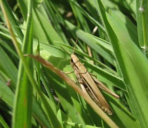 Chorthippus albomarginatus albomarginatus