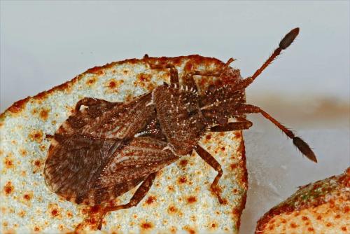 Réf. 49 959 : Strobilotoma typhaecornis