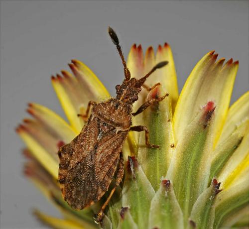 Réf. 49 982 : Strobilotoma typhaecornis
