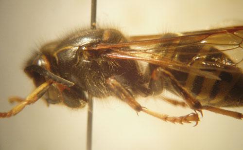 Dolichovespula media