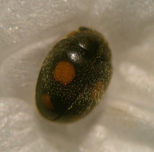 Platynaspis luteorubra
