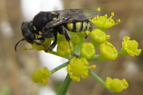 Oxybelus sp.