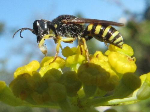 Réf. 49 001 : Lestica clypeata