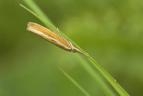 Réf. 49 730 : Agriphila tristella