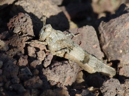 Réf. 49 097 : Oedipoda sp.