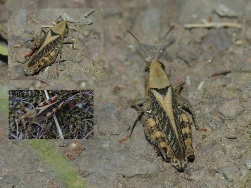 Calliptamus sp.