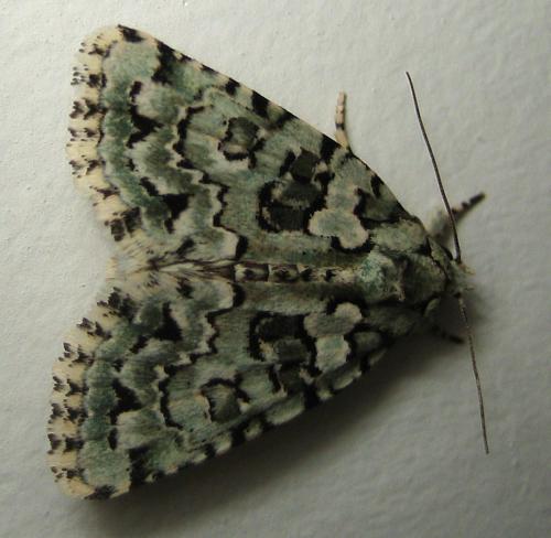 Nyctobrya muralis