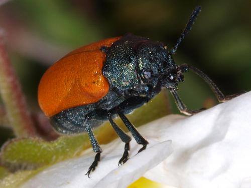 Réf. 49 027 : Lachnaia sp.