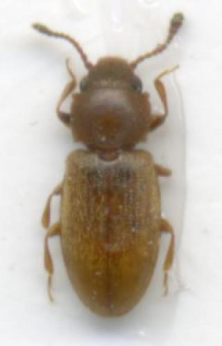 Ahasverus advena
