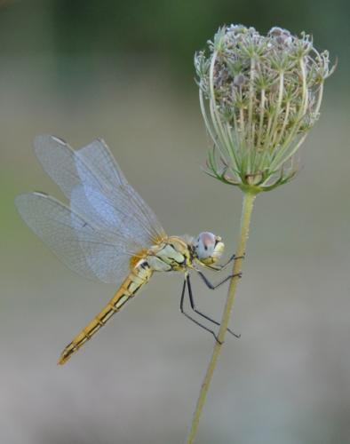 Sympetrum fonscolombii