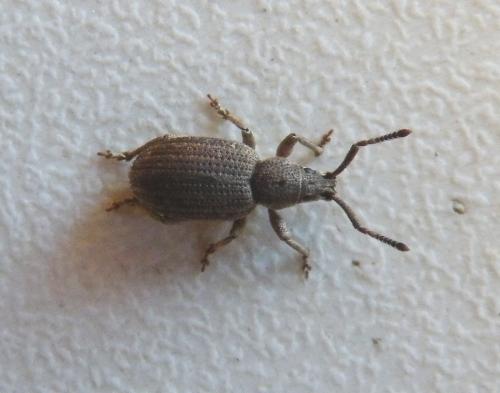 Pseudomeira sp.