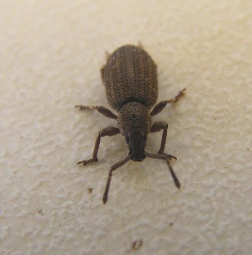 Pseudomeira sp.