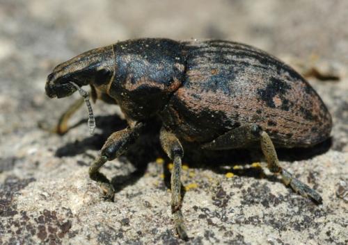 Réf. 49 336 : Leucophyes occidentalis