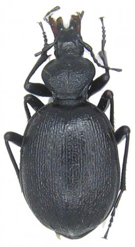 Cychrus semigranosus