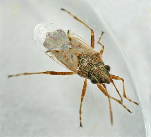 Réf. 49 652 : Nysius cymoides
