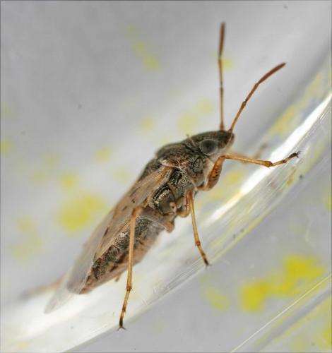 Réf. 49 653 : Nysius cymoides