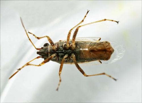 Réf. 49 654 : Nysius cymoides