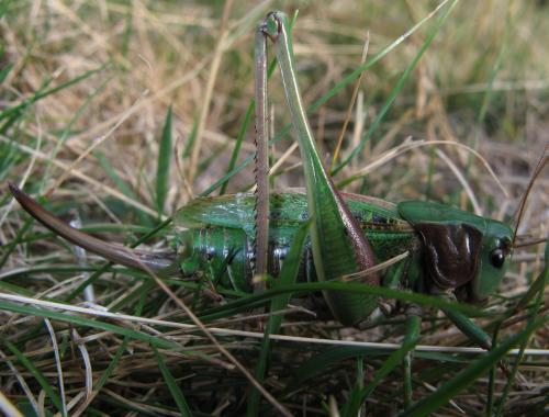 Réf. 49 056 : Decticus verrucivorus verrucivorus