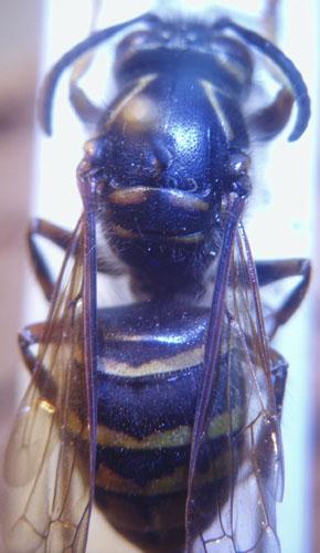 Dolichovespula media