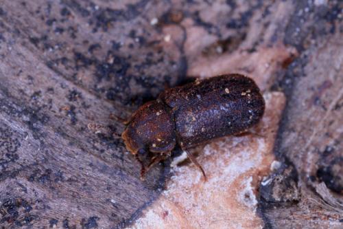 Endecatomus reticulatus